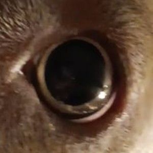 Meet your Posher, Charles